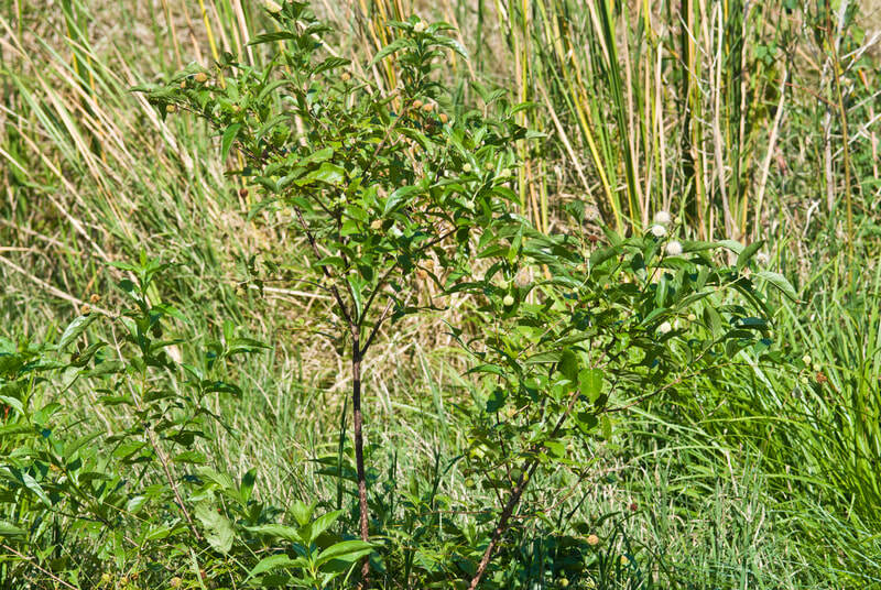 "Ron Thomas http: //wildflowerlense.com/"
http: //bioimages.vanderbilt.edu/thomas/0440-04
